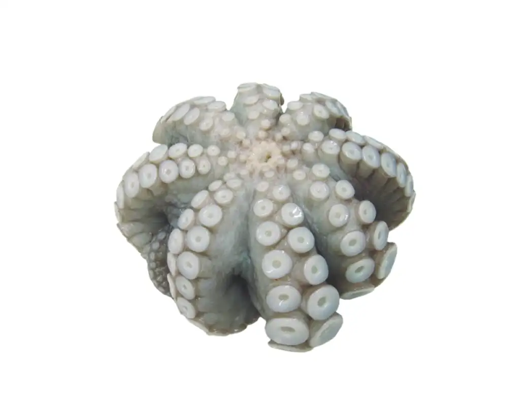 tentaculo cocido de calamar gigante